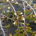 Dracophyllum pronum (Dracophyllum pronum)