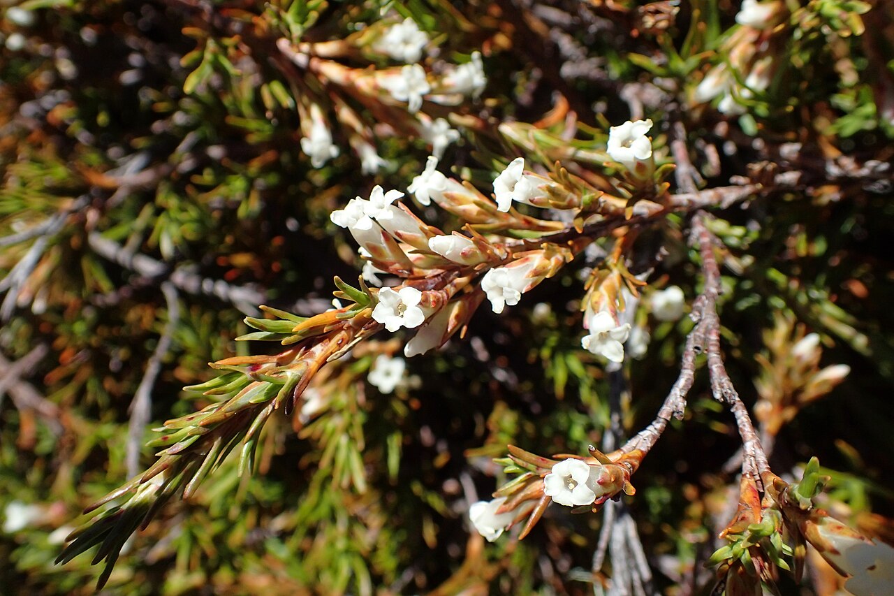 Dracophyllum pronum: Dracophyllum pronum on Lewis Pass, Canterbury, New Zealand