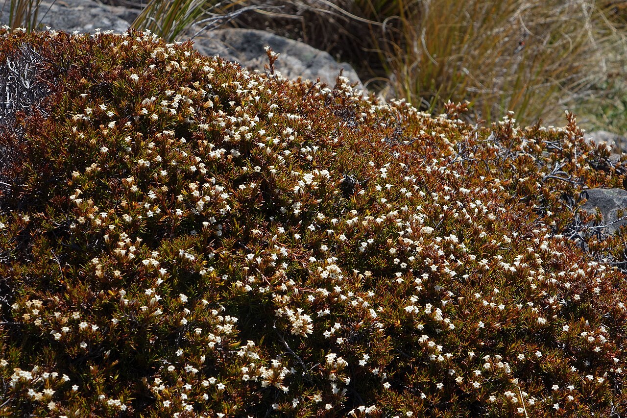 Dracophyllum pronum: A photo of the endemic New Zealand plant Dracophyllum pronum.