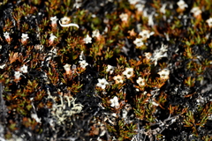 Dracophyllum pronum (Dracophyllum pronum)