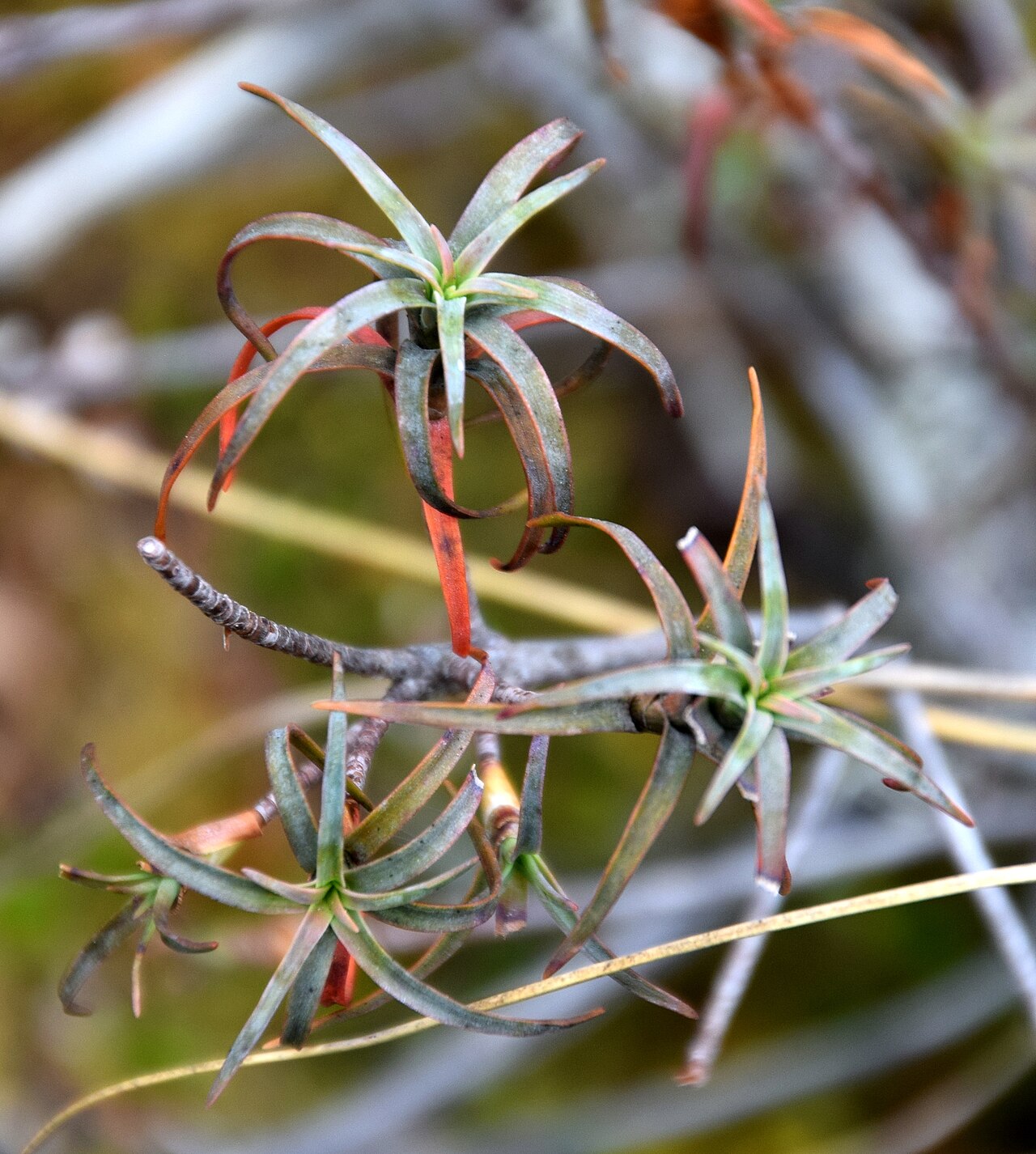Dracophyllum recurvum: Dracophyllum recurvum in Whakapapa Village in Tongariro National Park, Waikato Region, North Island of New Zealand