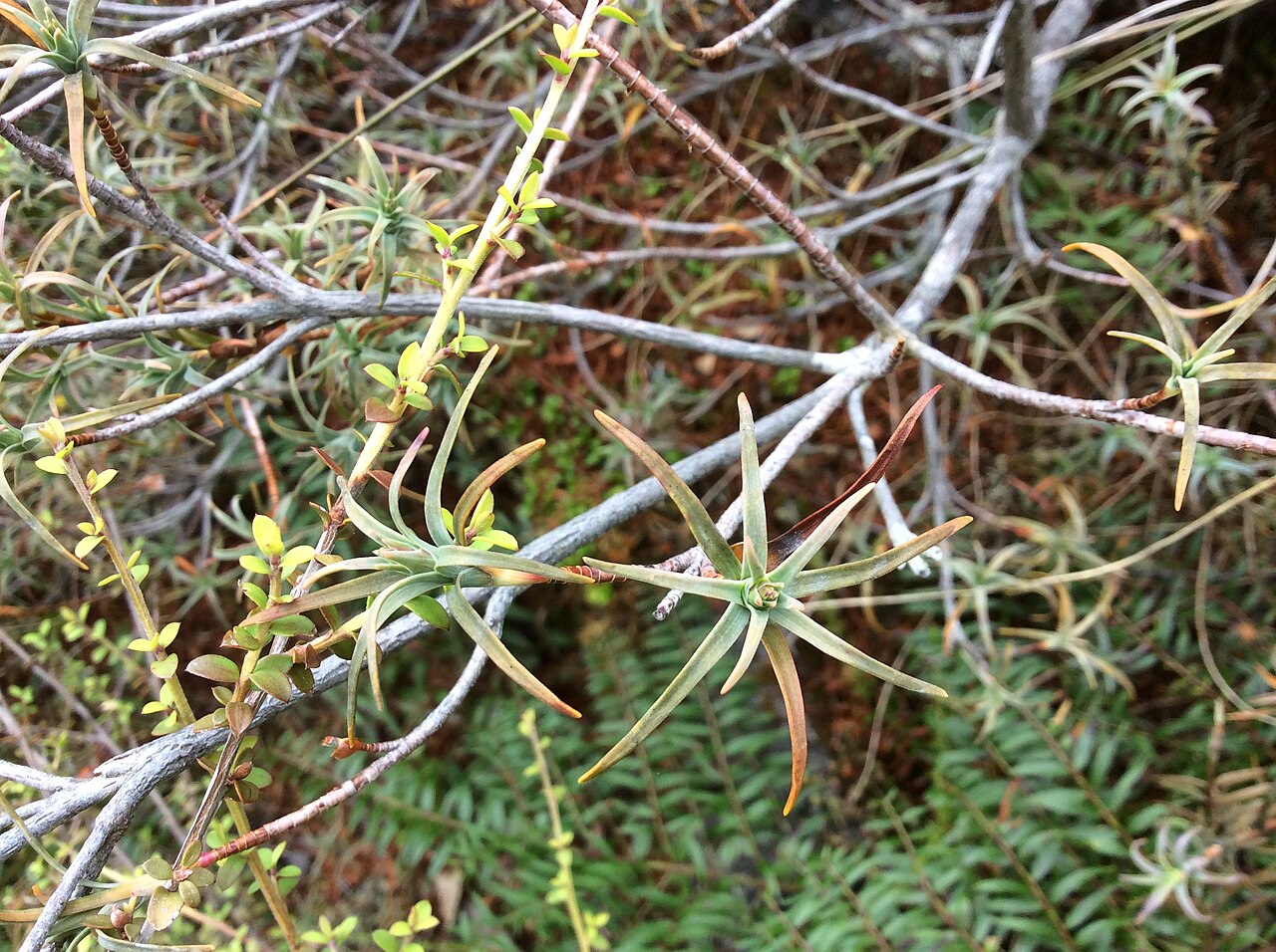 Dracophyllum recurvum: Dracophyllum recurvum near Whakapapa, North Island, New Zealand