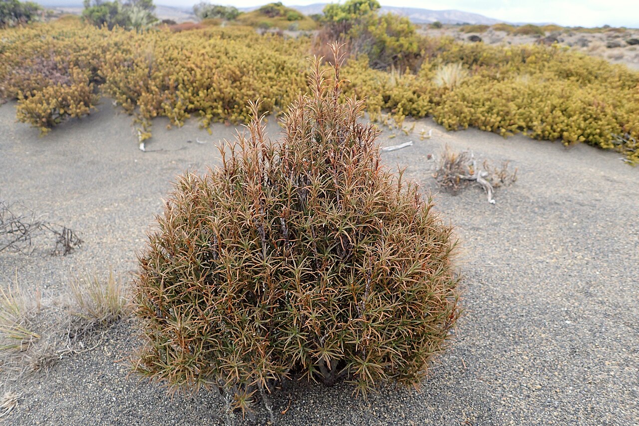 Dracophyllum recurvum: Dracophyllum recurvum on Tukino Rd on Rangipo Desert, Waikato, New Zealand