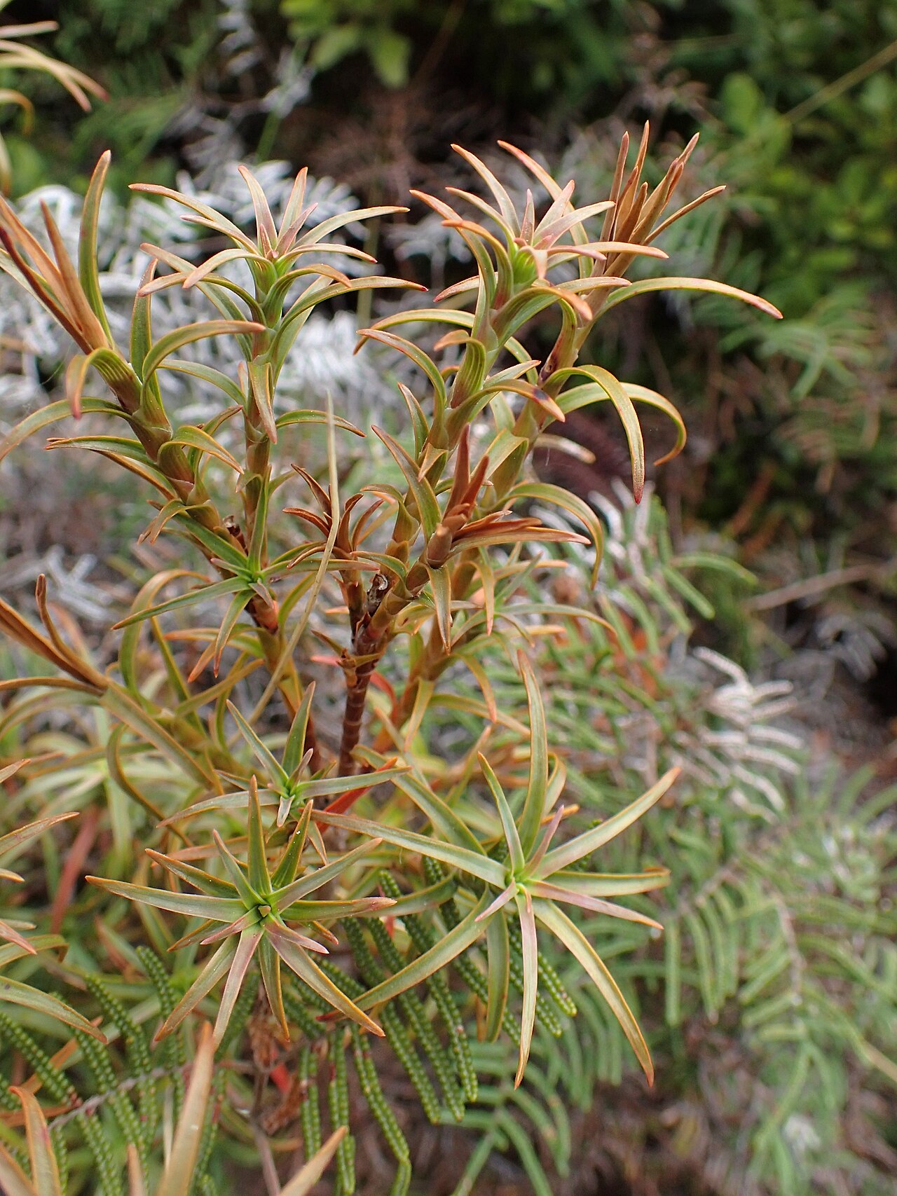Dracophyllum recurvum: Dracophyllum recurvum on Silica Rapids Walk, Whakapapa, Waikato, New Zealand