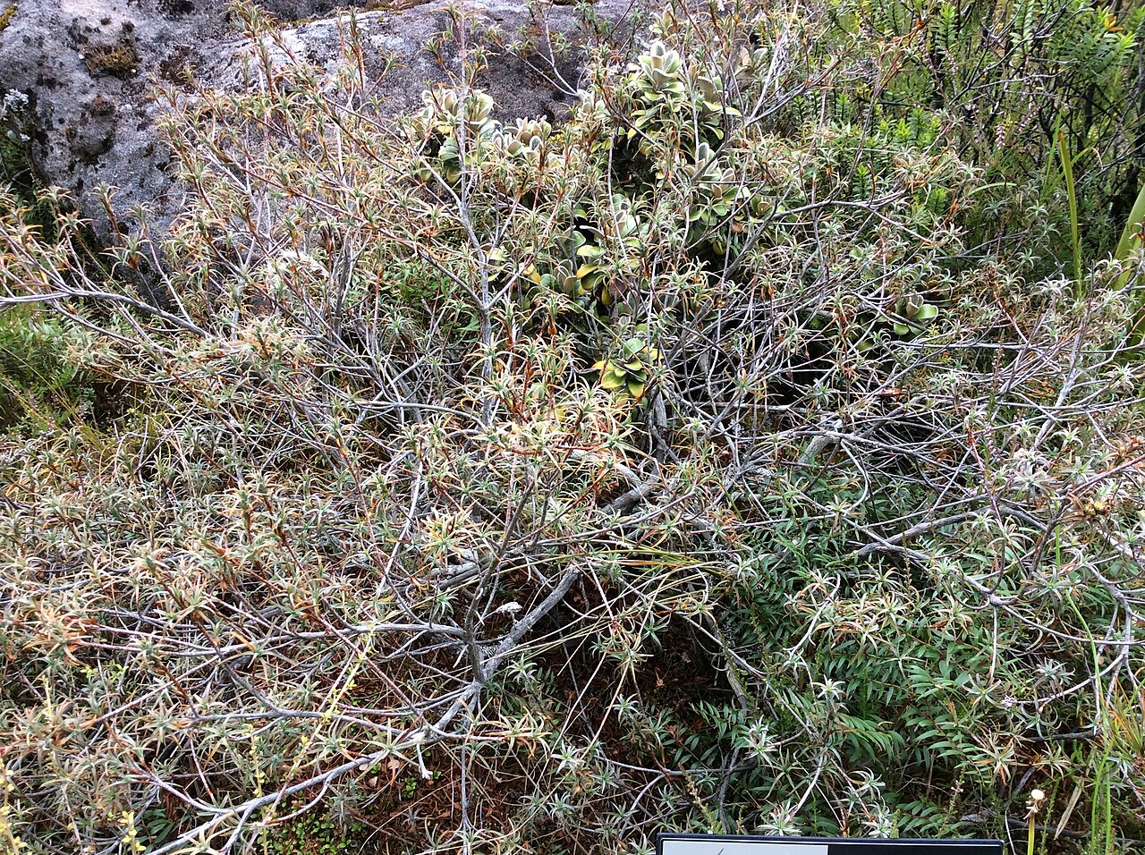 Dracophyllum recurvum: Dracophyllum recurvum near Whakapapa, North Island, New Zealand