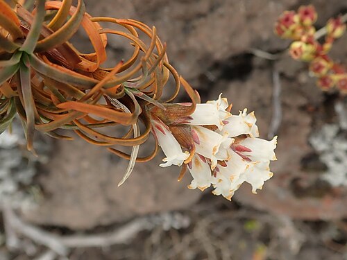 Dracophyllum recurvum: The endemic New Zealand plant Dracophyllum recurvum on the Tongariro crossing