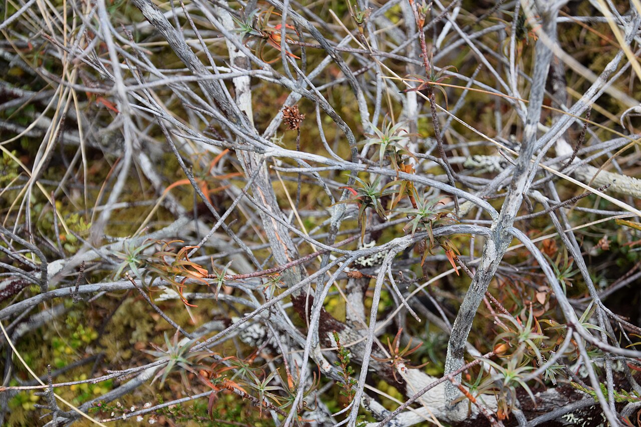 Dracophyllum recurvum: Dracophyllum recurvum in Whakapapa Village in Tongariro National Park, Waikato Region, North Island of New Zealand