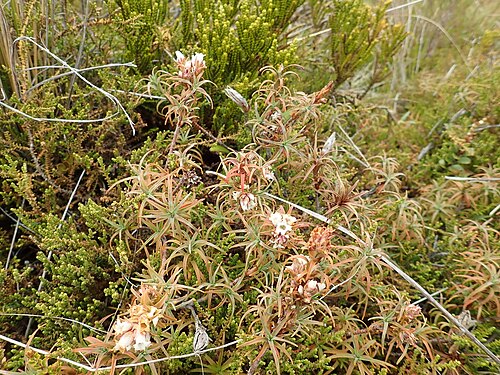 Dracophyllum recurvum: The endemic New Zealand plant Dracophyllum recurvum on the Tongariro crossing