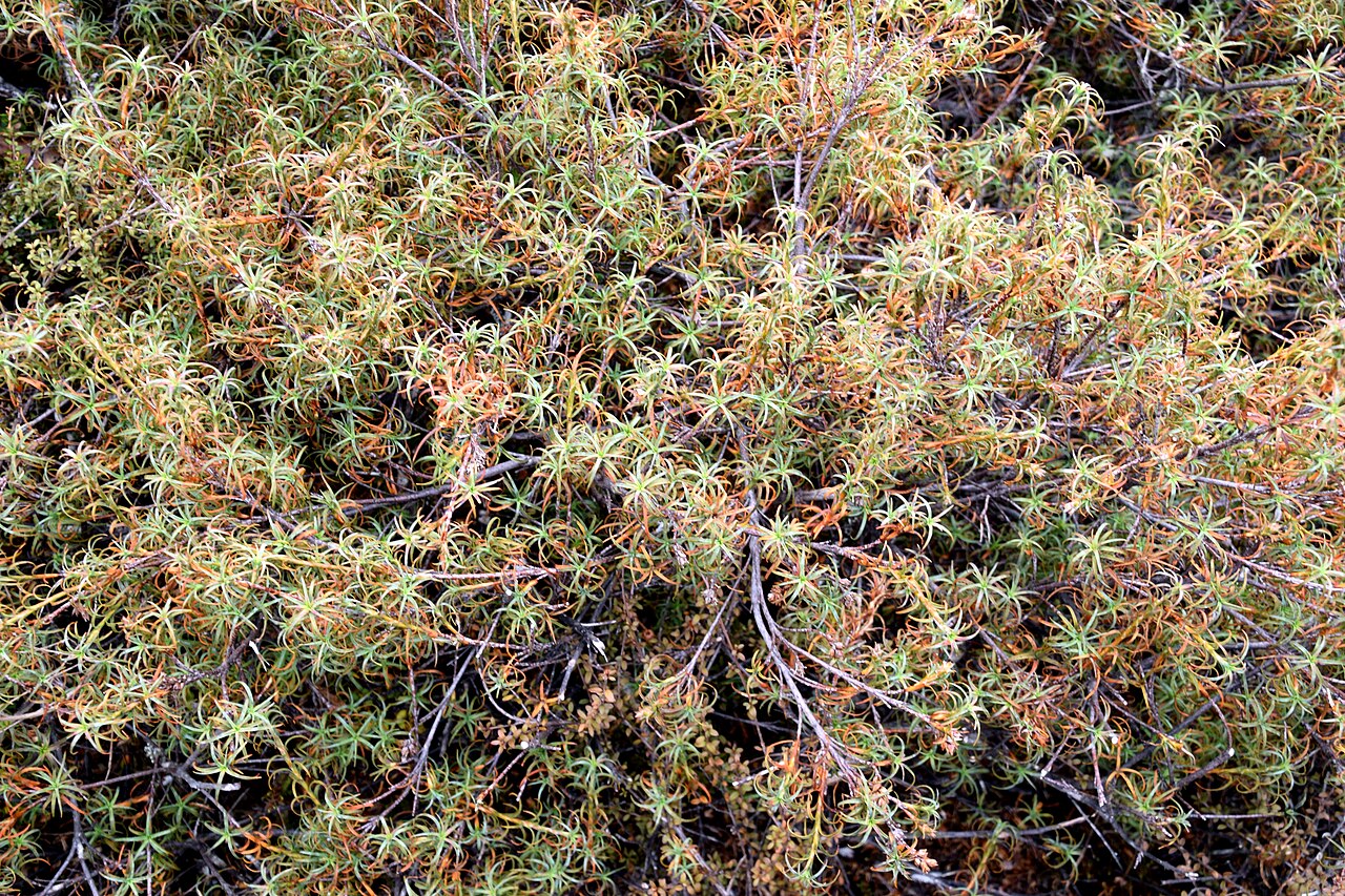 Dracophyllum recurvum: Dracophyllum recurvum in Whakapapa Village in Tongariro National Park, Waikato Region, North Island of New Zealand