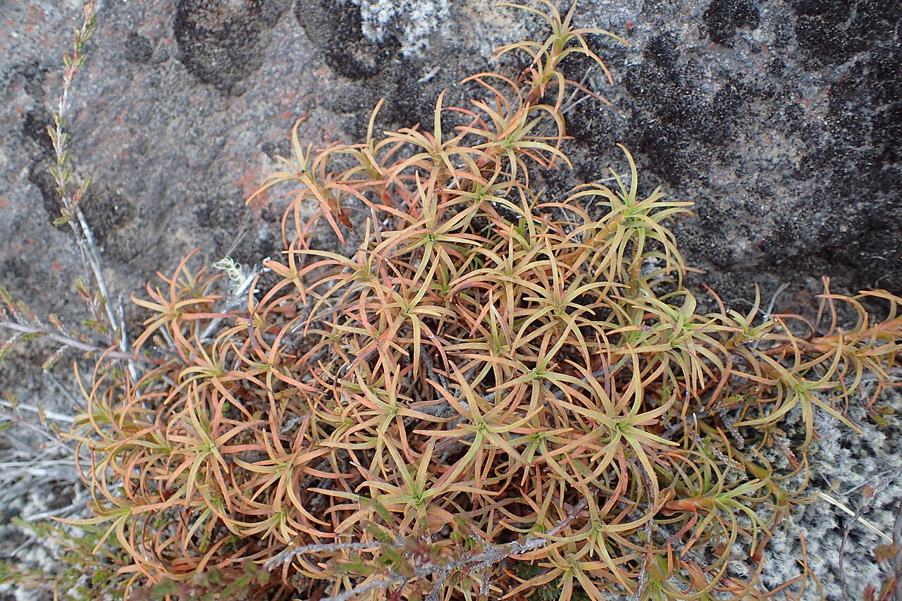 Dracophyllum recurvum: Dracophyllum recurvum on Tukino Rd on Rangipo Desert, Waikato, New Zealand