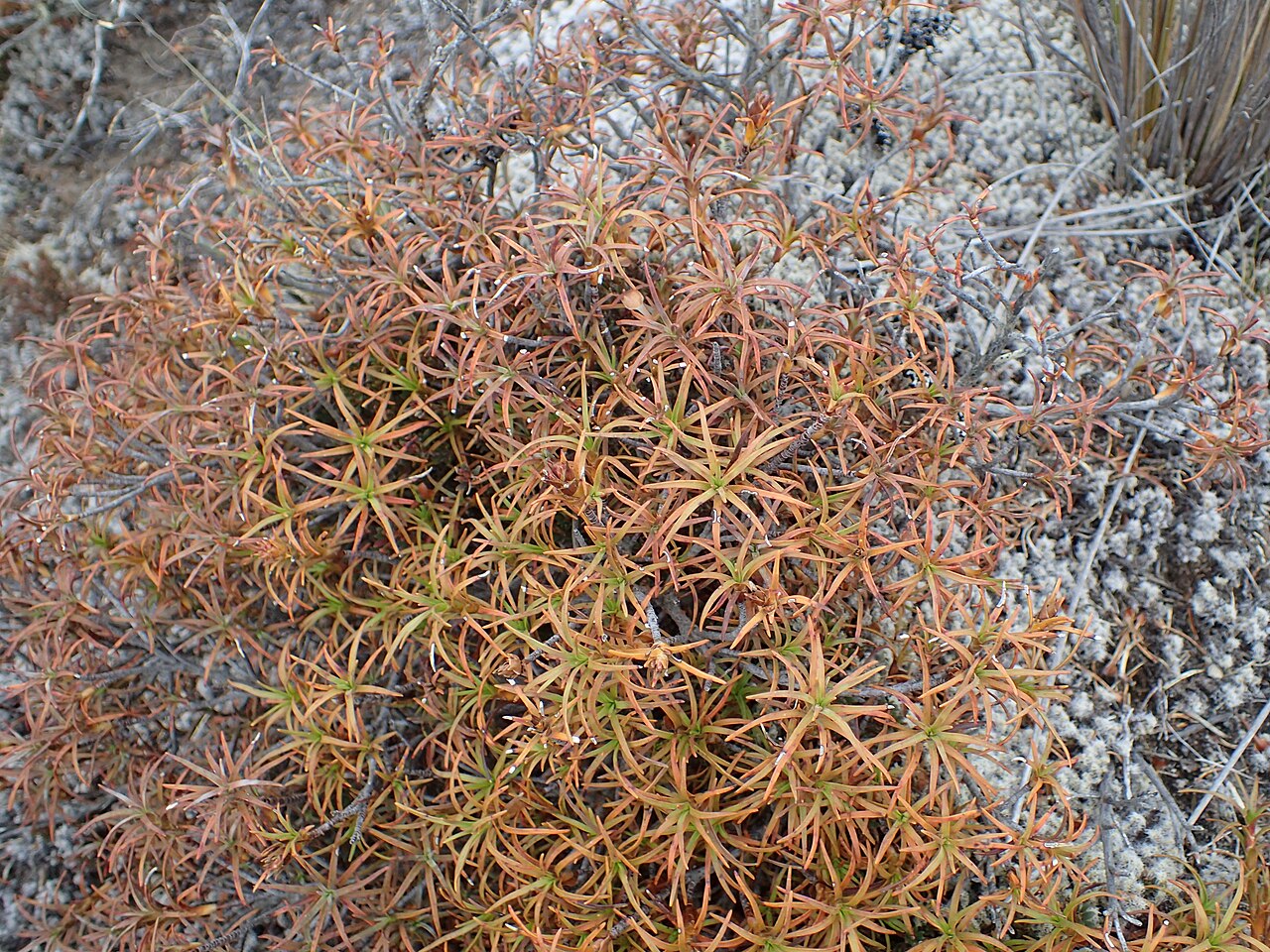 Dracophyllum recurvum: Dracophyllum recurvum on Tukino Rd on Rangipo Desert, Waikato, New Zealand