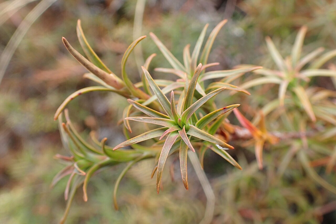 Dracophyllum recurvum: Dracophyllum recurvum on Silica Rapids Walk, Whakapapa, Waikato, New Zealand