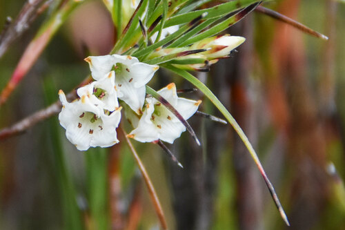 Dracophyllum scoparium (Dracophyllum scoparium)