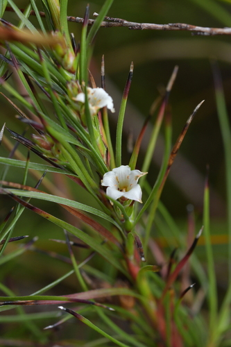 Dracophyllum scoparium (Dracophyllum scoparium)