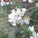 Dracophyllum scoparium (Dracophyllum scoparium)