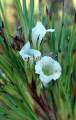 Dracophyllum scoparium (Dracophyllum scoparium)