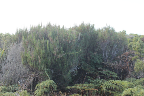 Dracophyllum scoparium (Dracophyllum scoparium)