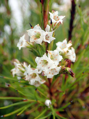 Dracophyllum scoparium (Dracophyllum scoparium)