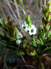 Dracophyllum scoparium (Dracophyllum scoparium)