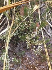 Dracophyllum scoparium (Dracophyllum scoparium)