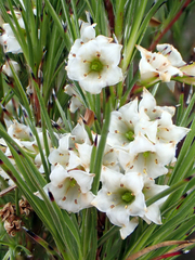 Dracophyllum scoparium (Dracophyllum scoparium)