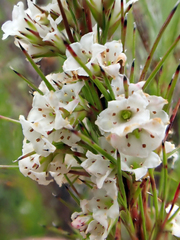 Dracophyllum scoparium (Dracophyllum scoparium)