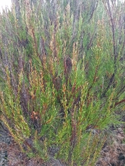Dracophyllum scoparium (Dracophyllum scoparium)