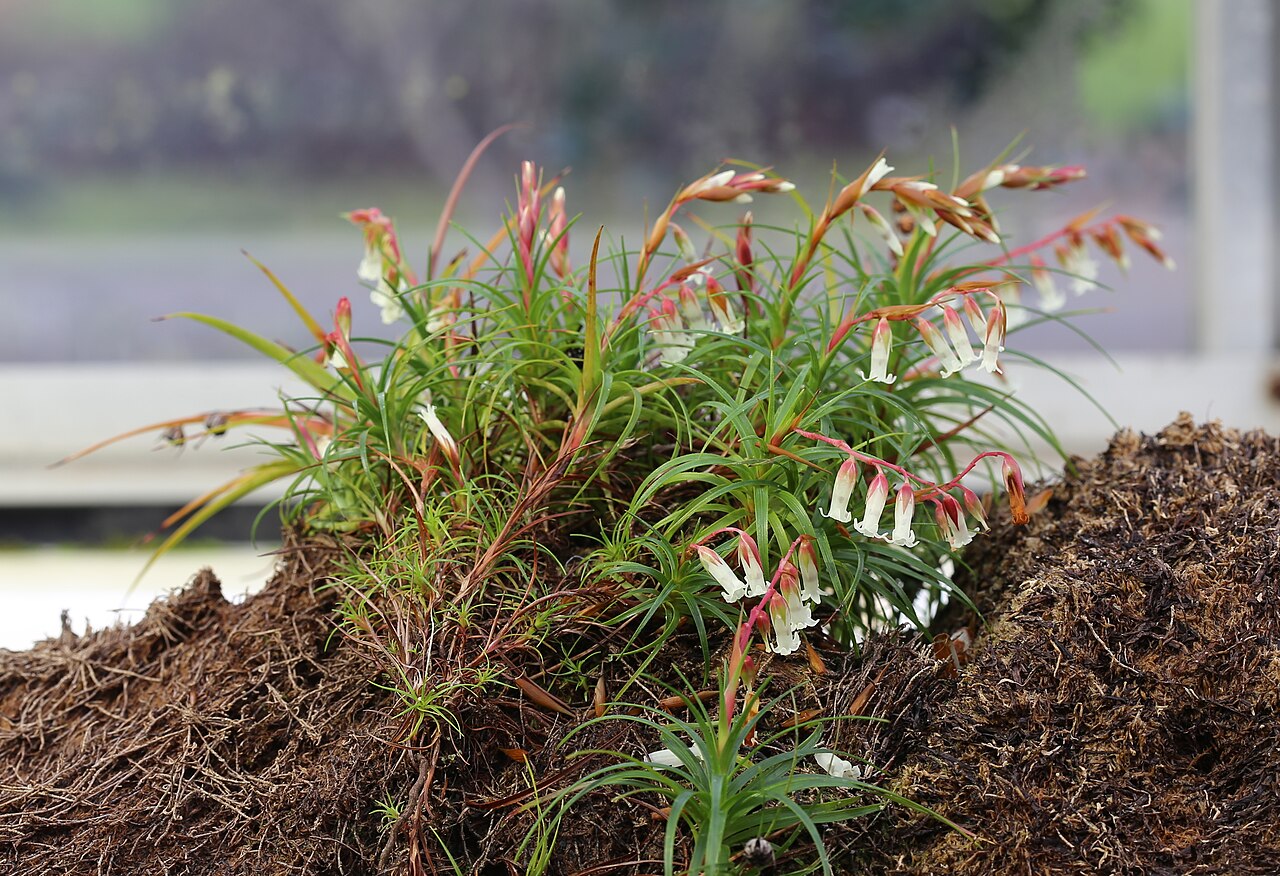 Dracophyllum secundum: Dracophyllum secundum at Gothenburg Botanical Garden in 2015. Plant id: 1972-V1633 s G -- BERLIN-D