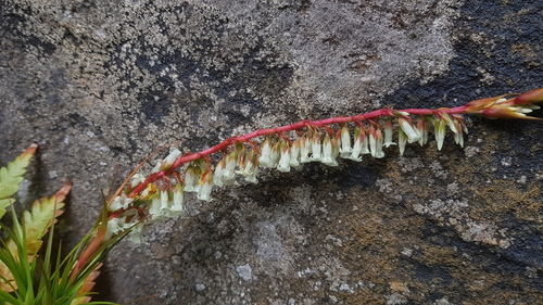 Dracophyllum secundum (Dracophyllum secundum)