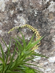 Dracophyllum secundum (Dracophyllum secundum)