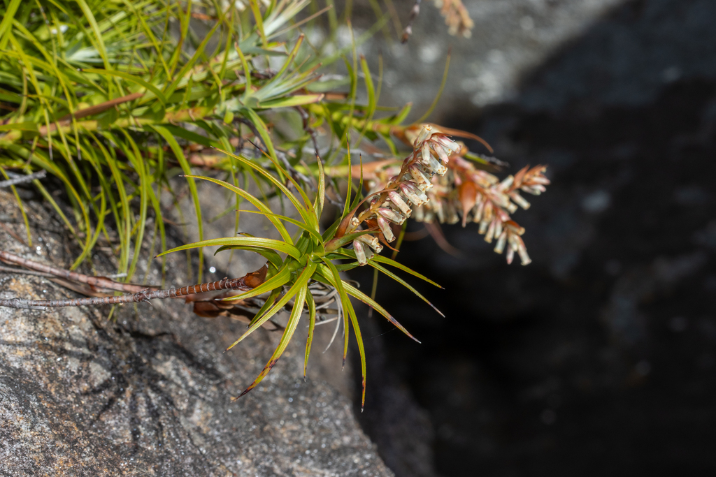 Dracophyllum secundum (Dracophyllum secundum)