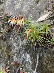 Dracophyllum secundum (Dracophyllum secundum)
