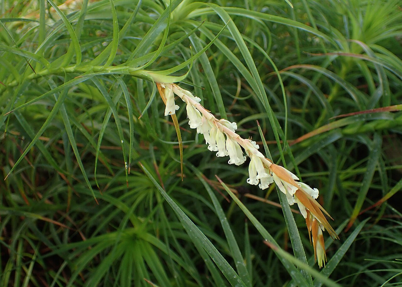 Dracophyllum secundum: Dracophyllum secundum in the Botanischer Garten, Berlin-Dahlem