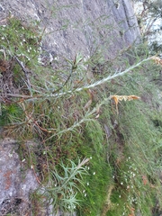 Dracophyllum secundum (Dracophyllum secundum)