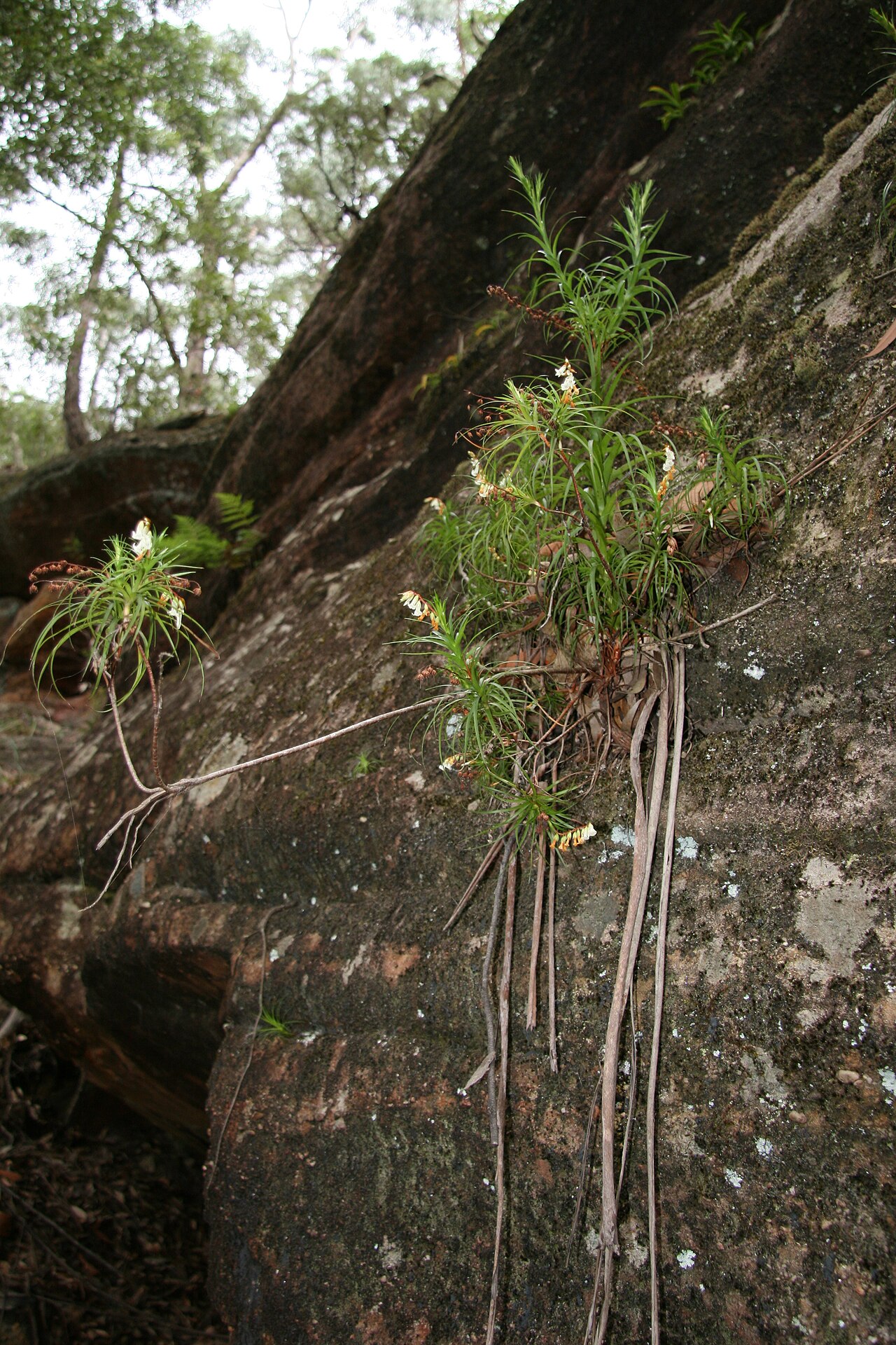 Dracophyllum secundum: Dracophyllum secundum beneath Martins lookout/Blue Mountains