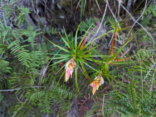 Dracophyllum secundum (Dracophyllum secundum)
