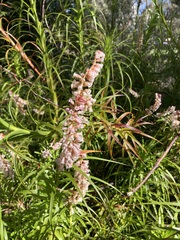 Dracophyllum secundum (Dracophyllum secundum)