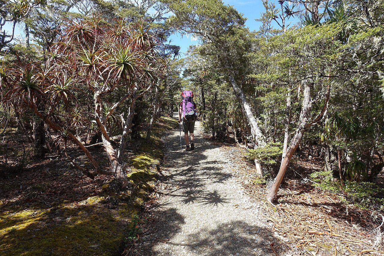 Mountain neinei: Dracophyllum traversii on the walk to Mount Arthur