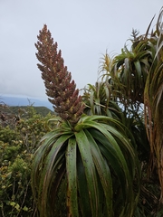 Mountain neinei (Dracophyllum traversii)