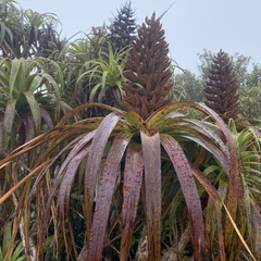 Mountain neinei (Dracophyllum traversii)