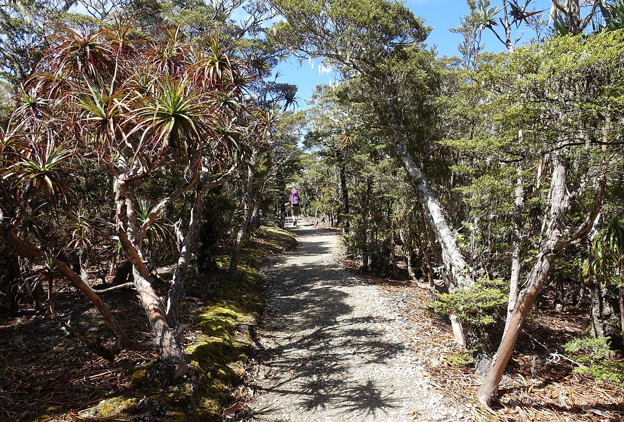 Mountain neinei: Dracophyllum traversii on the walk to Mount Arthur