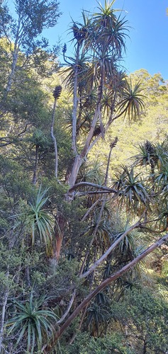 Mountain neinei (Dracophyllum traversii)