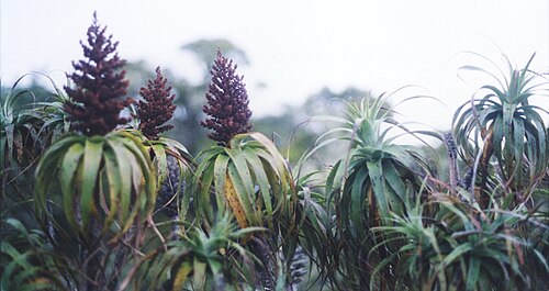 Mountain neinei: Dracophyllum traversii (Mountain Neinei), showing flower spikes. Mt Arthur, Kahurangi National Park, Aotearoa. Pentax K1000