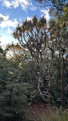 Mountain neinei (Dracophyllum traversii)