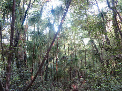 Mountain neinei (Dracophyllum traversii)