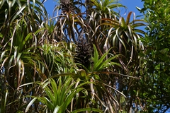 Mountain neinei (Dracophyllum traversii)