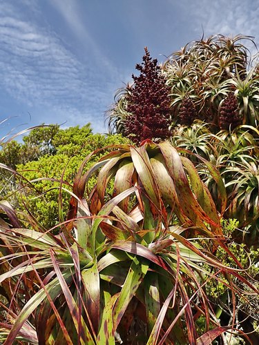 Mountain neinei (Dracophyllum traversii)