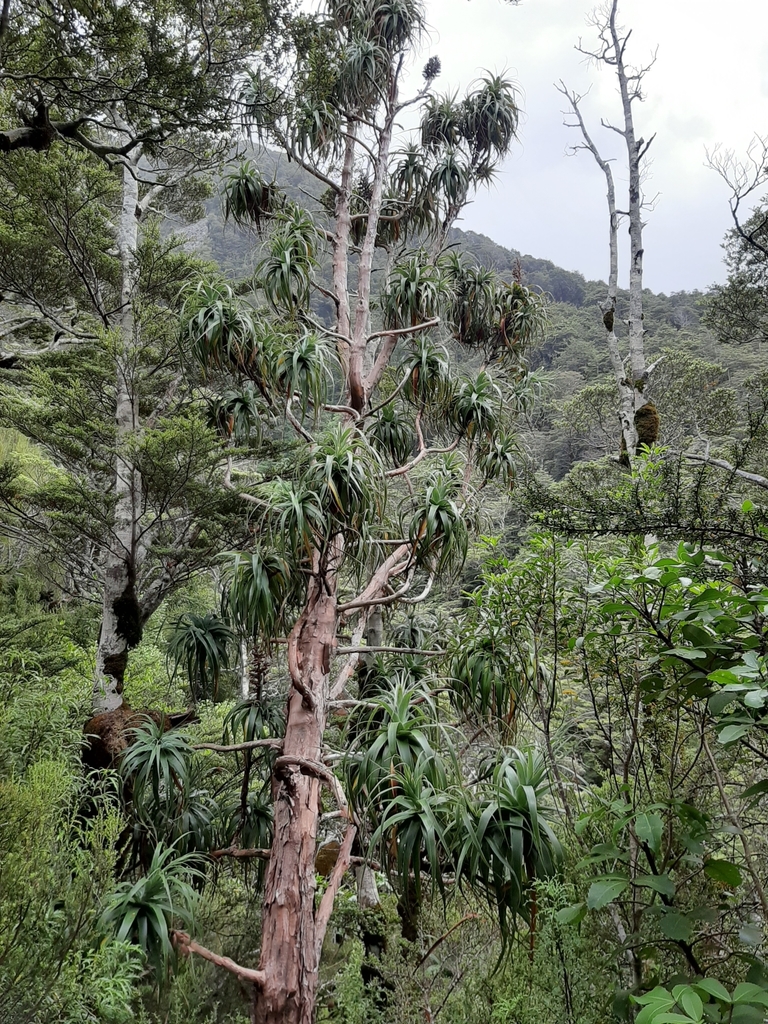 Mountain neinei (Dracophyllum traversii)