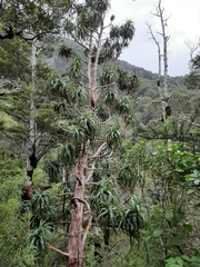 Mountain neinei (Dracophyllum traversii)