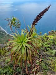 Dracophyllum verticillatum (Dracophyllum verticillatum)